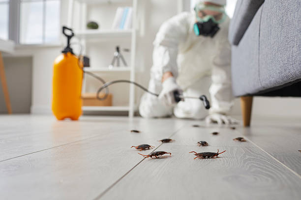 Post-Treatment Bed Bug Interceptor Monitoring in Mandeville